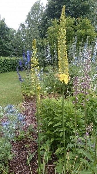 Eremurus stenophyllus (bungei) Bunge rohtlaliilia